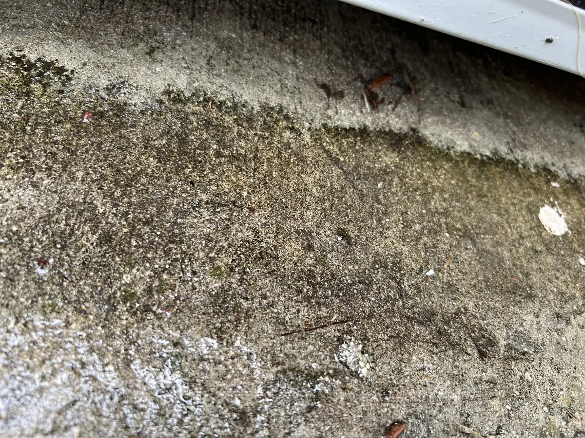 Exterior surface before treatment, covered in heavy moss